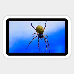 The Golden Orb Weaver Spider Sticker